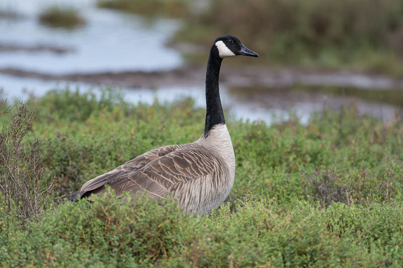 Grote Canadese Gans